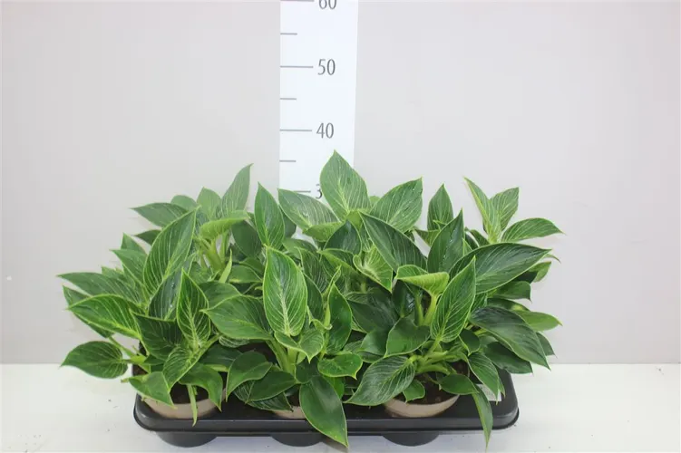 Philodendron 'birkin' črepník 15 cm