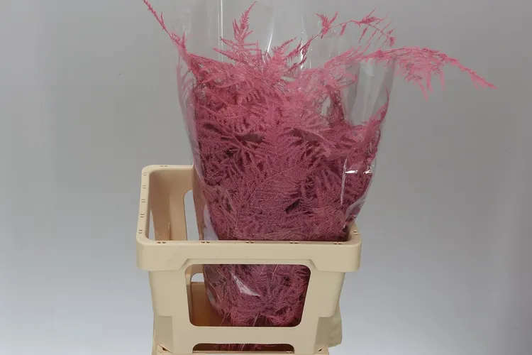 Asparagus Extra Veren Pink 65 cm