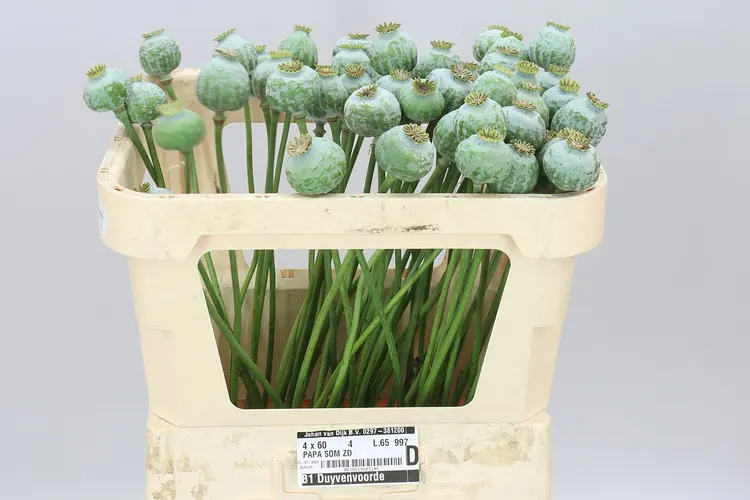 Papaver Seedheads Medium 65 cm