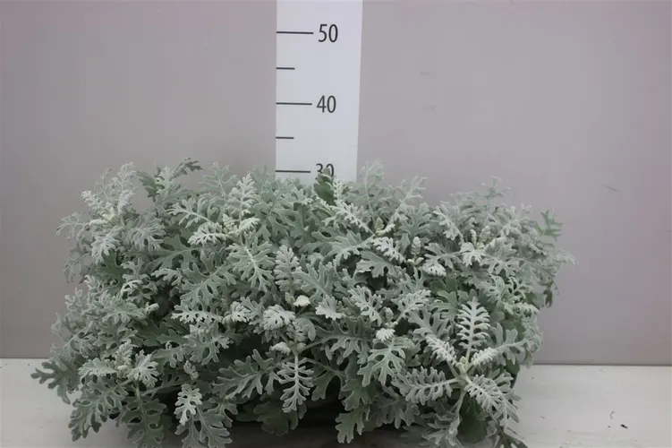 Senecio Cineraria črepník 12 cm