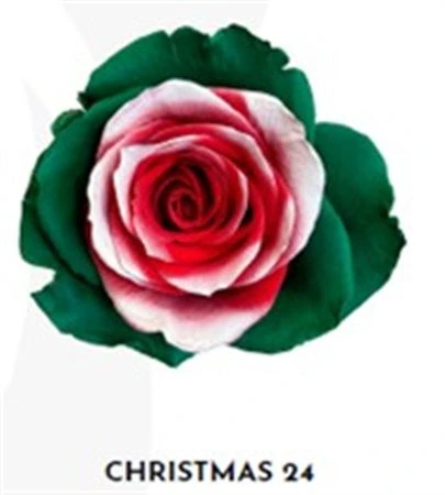 Ruža farbená Xmas 24, Ekvádor 50 cm