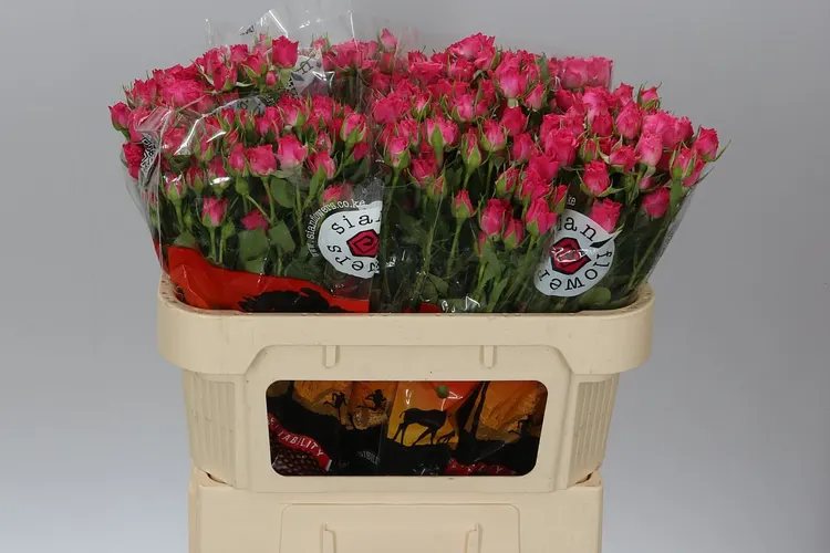Rosa Tr Lianne 70 cm
