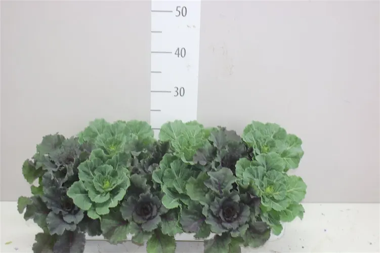 Brassica (sierkool) Gemengd črepník 10,5 cm