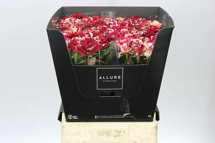 Ruža Harlequin Allure 70 cm