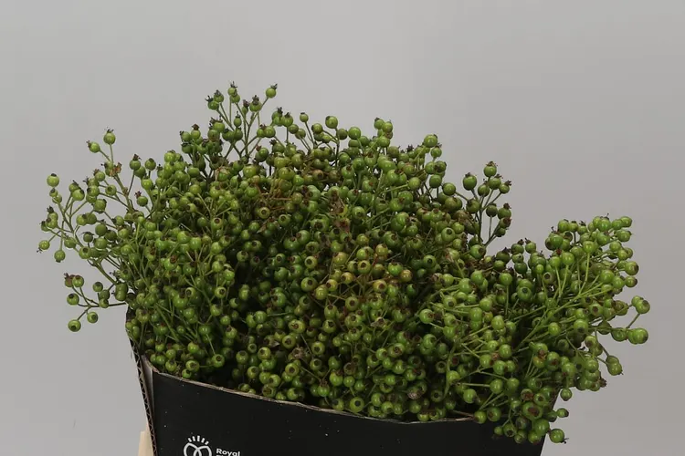 Rozenbottel Plenty Green 50 cm