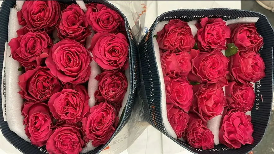 Rosa Gr Ec Full Monty 60 cm
