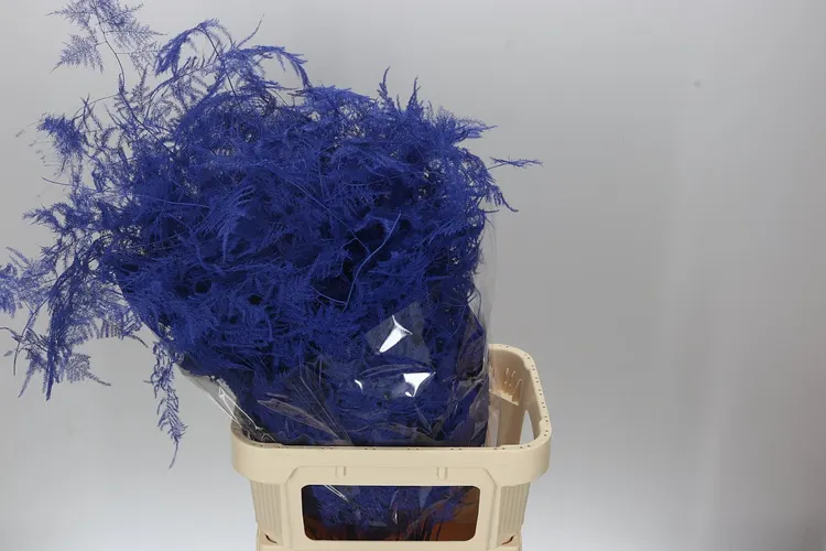 Asparagus Lang Getopt Blue 85 cm