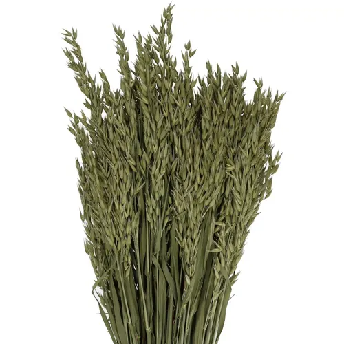 Sušený kvet Oatsa hnedá 50 cm