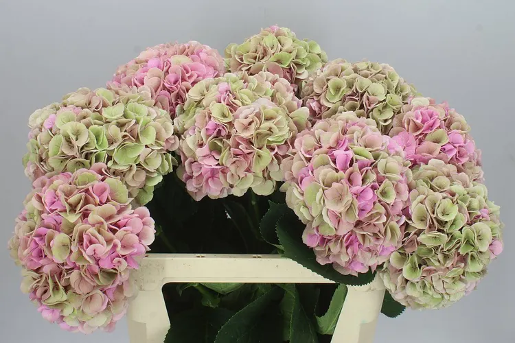 Hortenzia Heaven Classic 80 cm