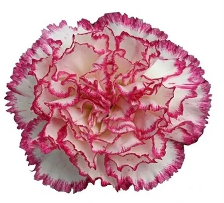 Di St Col. Komachi 70 cm