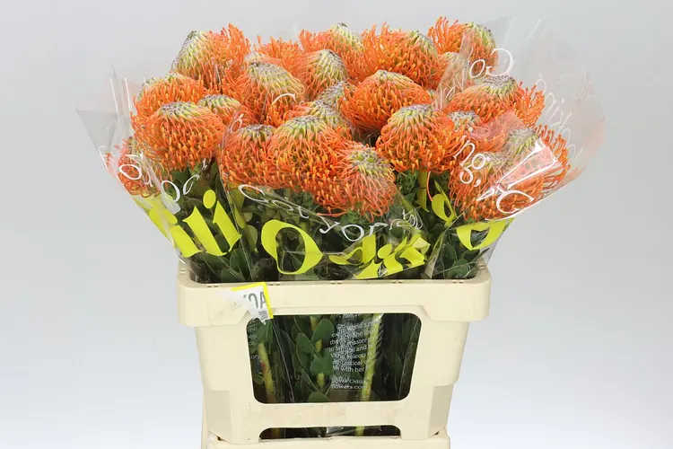 Leucospermum Ayoba Orange 60 cm