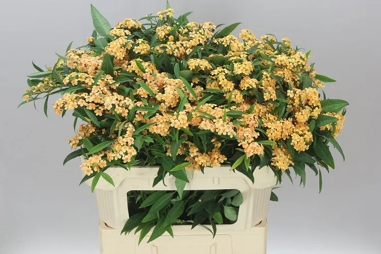 Euphorbia F T Cognac Baron 80 cm