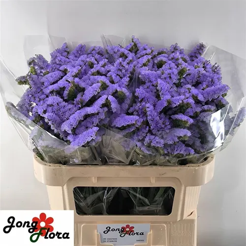 Lim. S Sky Wings 70 cm