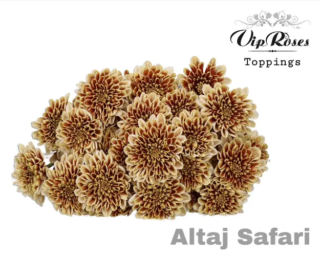 Chryzantéma trsová Altaj Safari 65 cm