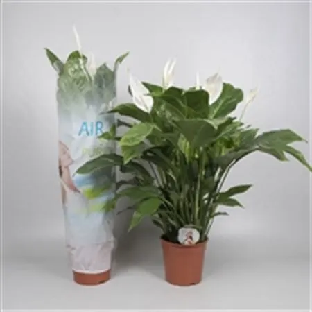 Spathiphyllum Sweet Lauretta črepník 24 cm