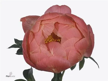 Paeonia Coral Charm 55 cm