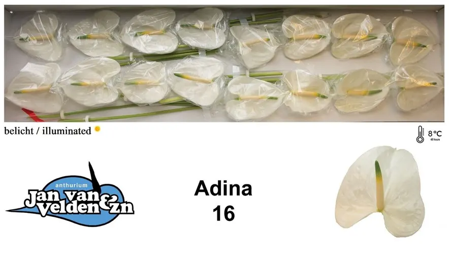 Anth Adina