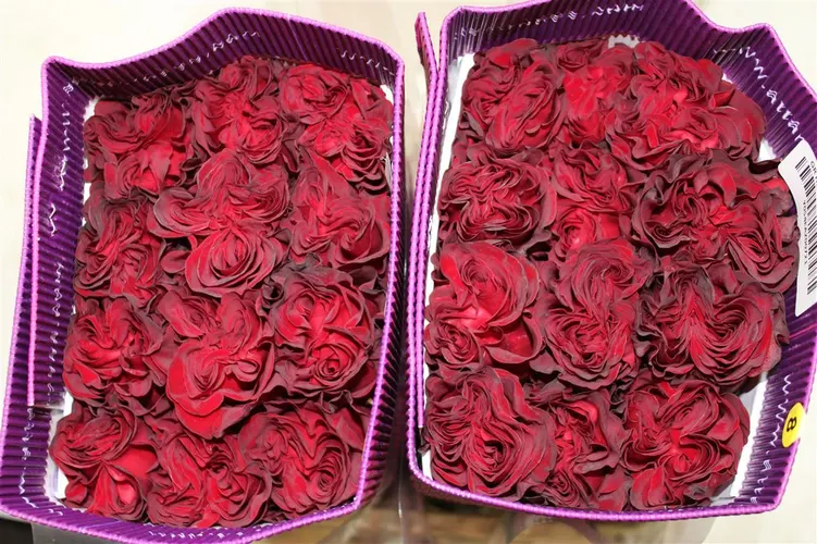 Rosa Gr Ec Hearts 40 cm