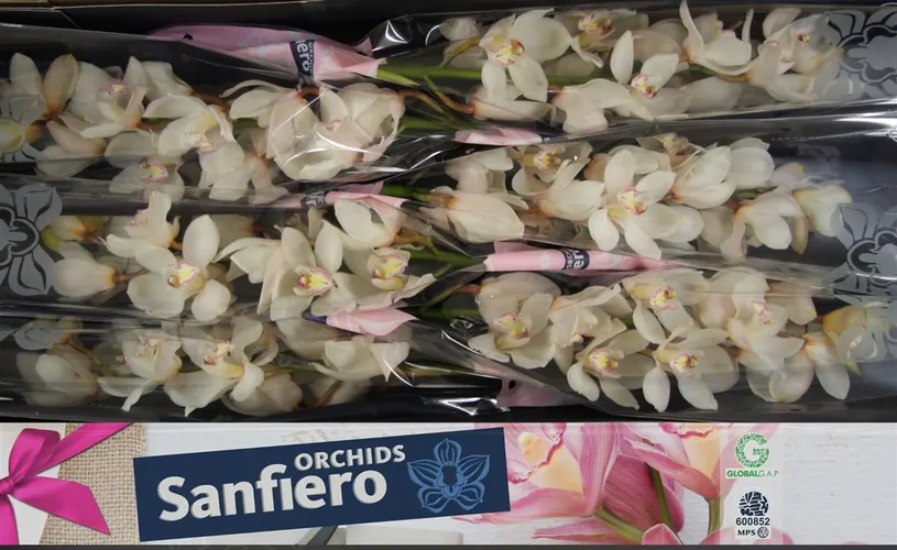 Orchidea Cymbidium T Antonella 80 cm