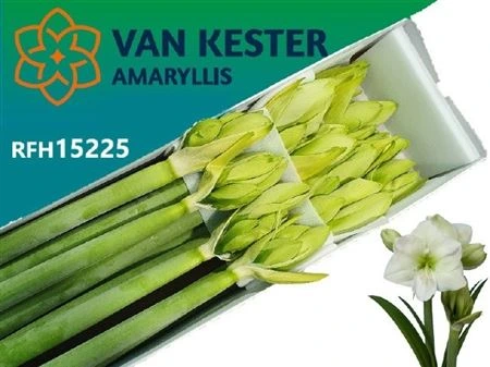 Amarylis White Sensation 75 cm