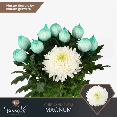 Chr G Magnum 70 cm