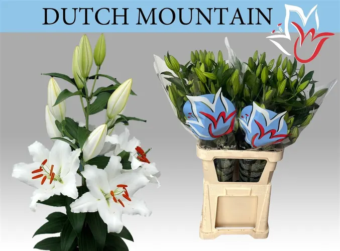 Lil Or Dutch Mountain 105 cm