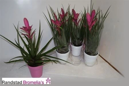 Tillandsia Antonio v keramike črepník 12 cm