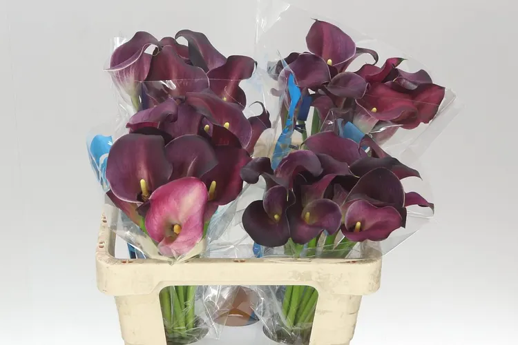 Kala Bordeaux Art 55 cm
