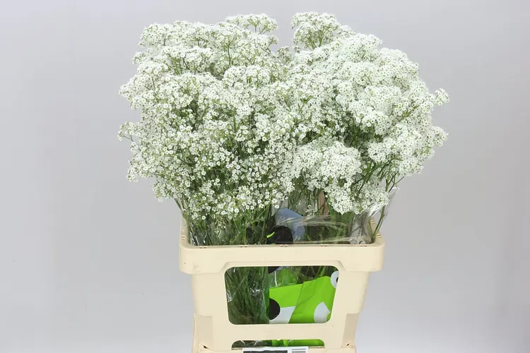 Gypsofila Pa Millio Daisy 70 cm