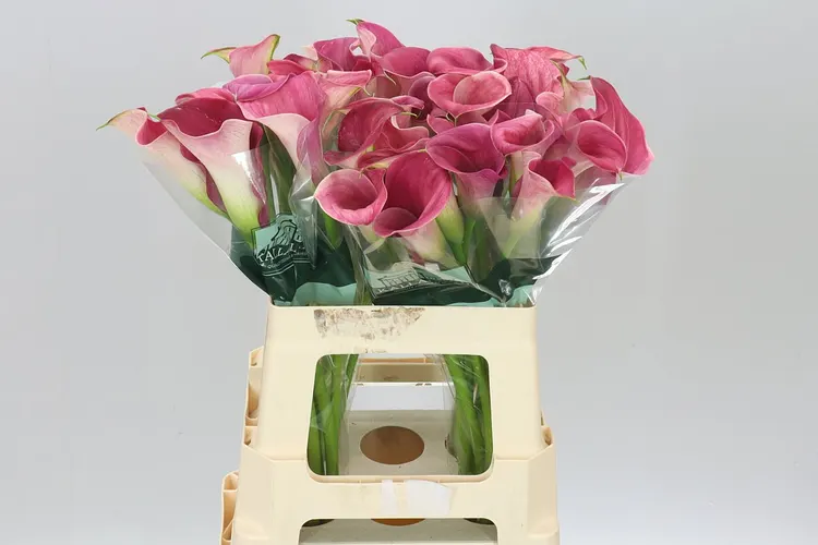 Zant Capt Romance 60 cm