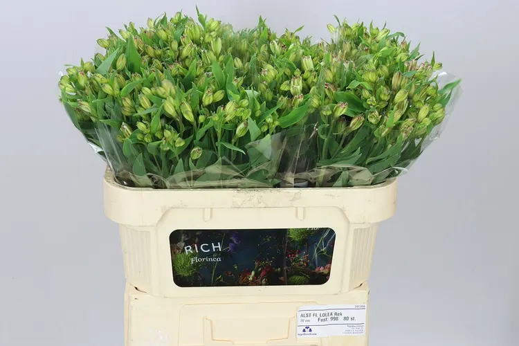 Alstro Charm Lolea 70 cm