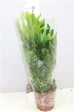 Philodendron Hope črepník 21 cm