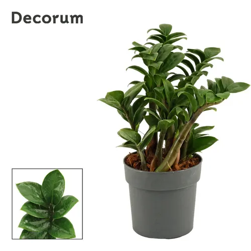 Zamiokulkas Zenzi 12 Cm Decorum, 5+ Veren črepník 12 cm