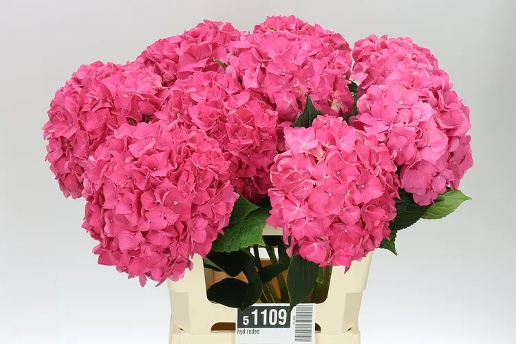 Hydrangea Rodeo Cerise 60 cm