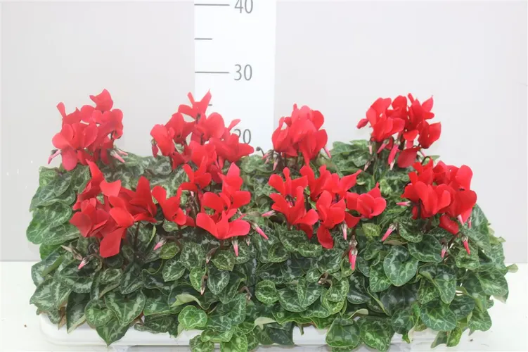 Cyklámen Super Allure červený črepník 10,5 cm