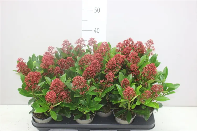 Skimmia Rubella 3-4 črepník 11 cm