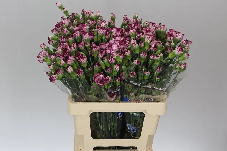 Di Tr Spectro 65 cm