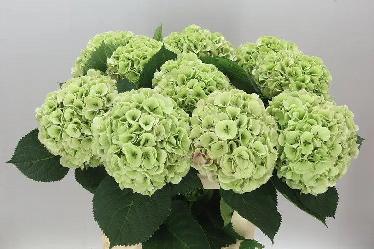 Hyd Heaven Green 80 cm