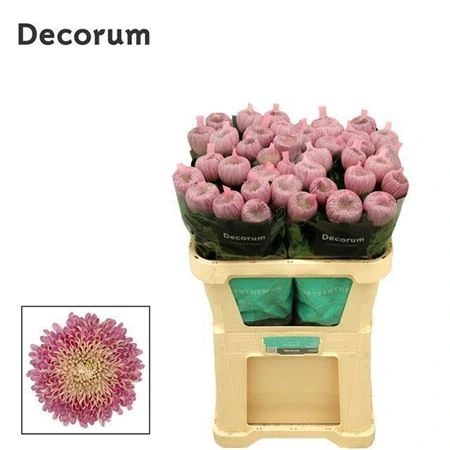 Chryzantéma veľkokvetá Couture 70 cm