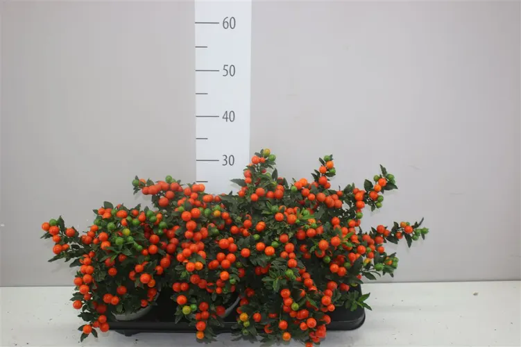 Solanum Ps Bartoli Bes črepník 14 cm