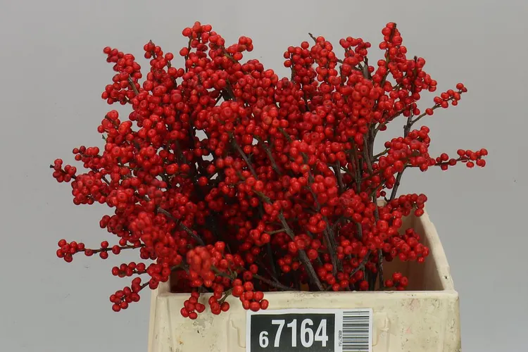 Ilex Verticillata 40 cm