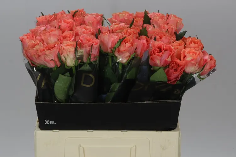 Ruža Blushing Reeva 60 cm