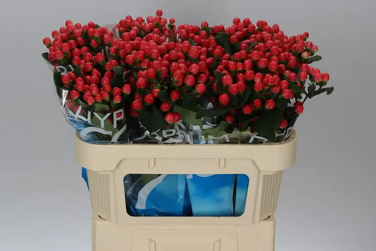 Hyperikum (Hypericum)