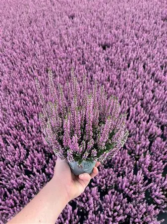 Calluna Beauty Ladies Lila črepník 10,5 cm