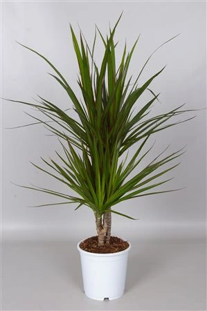 Dracéna Marginata 30-10 črepník 17 cm