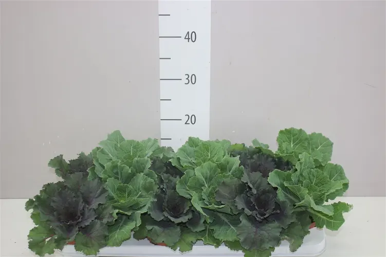Brassica (sierkool) Gemengd črepník 10,5 cm