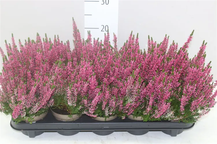 Vres G.girls ružový črepník 11 cm