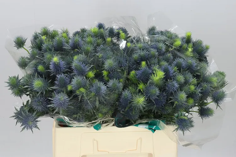 Eryngium Supernova 60 cm