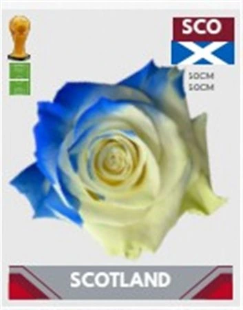 Ruža farbená Fb Scotland, Ekvádor 50 cm