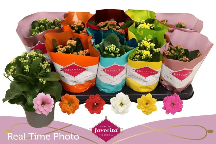 Kalanchoe Calandiva Mix črepník 10,5 cm